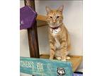 Cheeto Domestic Shorthair Adult Male