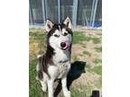 Bella Bliss Husky Adult Female