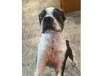 Mr. Bean Boston Terrier Senior Male