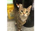 Misty Domestic Shorthair Adult Female