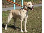 Penny 38742 Labrador Retriever Young Female