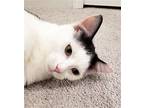Milo Domestic Mediumhair Kitten Male
