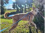 Dingo Labrador Retriever Adult Female