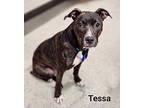 Tessa American Pit Bull Terrier Young Female