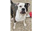 Petey American Pit Bull Terrier Young Male