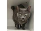 Theodora Russian Blue Adult Female