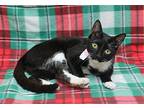 Dove - 38830 Domestic Shorthair Young Female