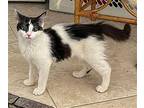 Charmin Domestic Mediumhair Kitten Female