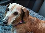 Cici Dachshund Adult Female