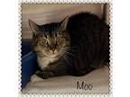 MOO Domestic Shorthair Adult Female