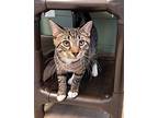 Tigger Domestic Shorthair Kitten Male