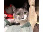 Halle Barry-licious Domestic Shorthair Adult Female