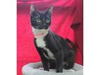 Ivory - 38831 Domestic Shorthair Young Female