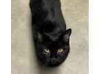Midnight Domestic Shorthair Young Male