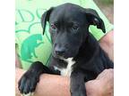 Ally 38578 Labrador Retriever Puppy Female