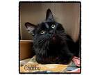 CHUBBY - FIV+ Domestic Mediumhair Senior Male