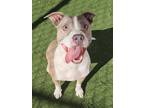 Zeus American Pit Bull Terrier Adult Male