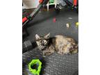 Thistle AW Domestic Shorthair Young Female