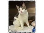 ANISSA Domestic Shorthair Adult Female