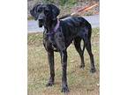 Bella 38633 Great Dane Adult Female