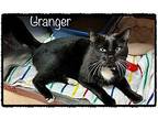 GRANGER Domestic Shorthair Adult Male