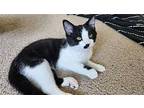 Houdini Domestic Shorthair Young Male