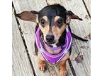 Bella Anne Dachshund Adult Female