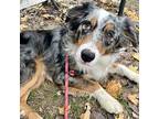 Ranger Australian Shepherd Young Male