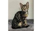 Turnip Domestic Shorthair Kitten Male