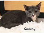 Sammy Domestic Shorthair Kitten Male