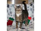 Jacob - 38529 Domestic Shorthair Young Male