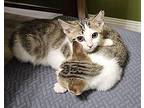Moseley Domestic Shorthair Kitten Male