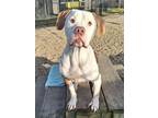 Reggie American Bulldog Young Male