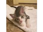 Ike American Shorthair Kitten Male