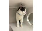 Jaxx Domestic Shorthair Young Male