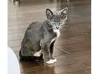Cranberry Domestic Shorthair Young Female