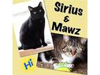 Sirius & Mawz *Fully Sponsored* Domestic Shorthair Adult Female