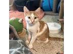 Casey Domestic Shorthair Kitten Male