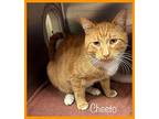 CHEETO Domestic Shorthair Adult Male