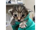 Eleanor Shellstrop Domestic Shorthair Kitten Female
