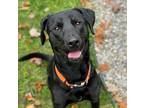 Lucky Labrador Retriever Young Male