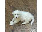 Josephine Great Pyrenees Puppy Female