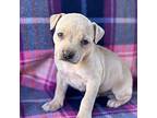 Ramona American Pit Bull Terrier Puppy Female