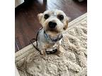 Kirby Yorkie, Yorkshire Terrier Young Male