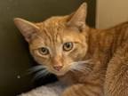 Ozzy Domestic Shorthair Adult Male