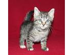 Shoestring - 38632 Domestic Shorthair Kitten Male