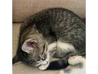 Diana Prince Domestic Shorthair Kitten Female
