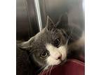Liam Domestic Shorthair Young Male
