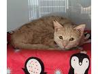 Jasper Domestic Shorthair Young Male