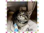 ALVIN Domestic Shorthair Kitten Male